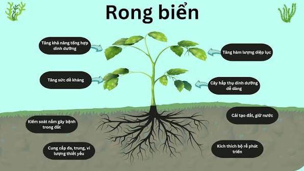Rong biển hỗ trợ phát triển bộ rễ cây trồng
