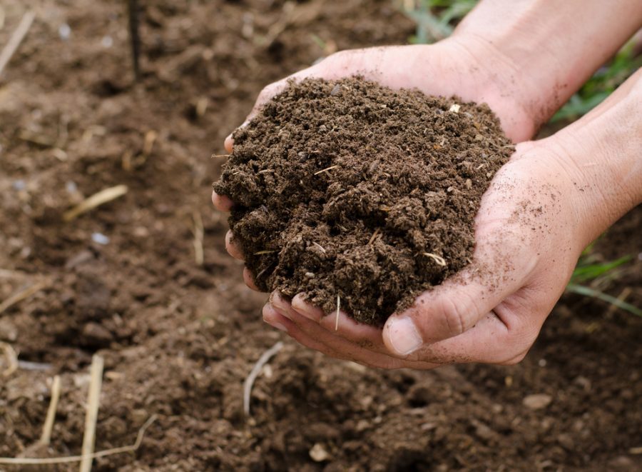 Trichoderma dùng trong xử lý đất và chăm sóc vùng rễ cây