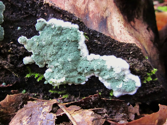 Trichoderma – nhóm nấm có lợi trong đất
