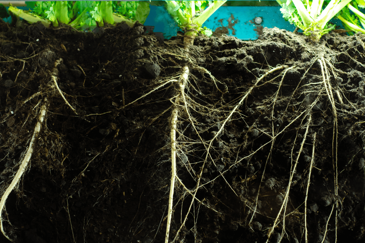 Trichoderma phát triển quanh vùng rễ cây