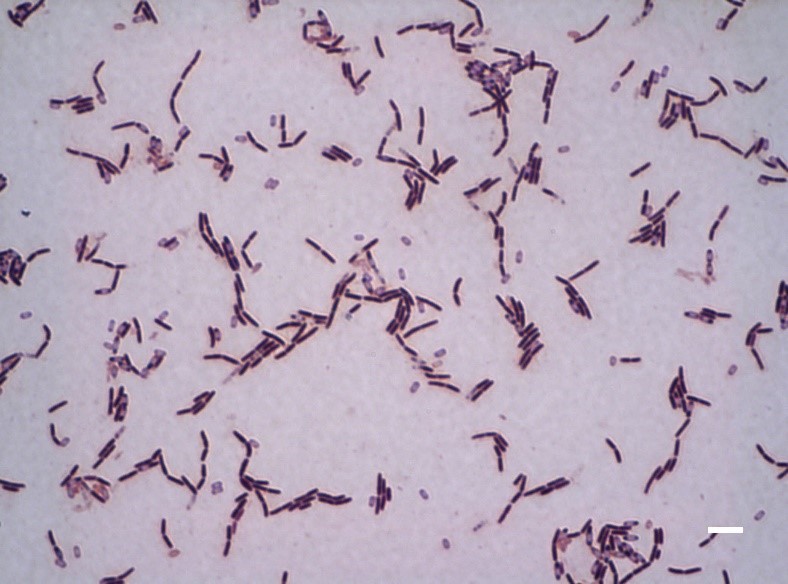 Bacillus – nhóm vi khuẩn có ích hoạt động quanh vùng rễ