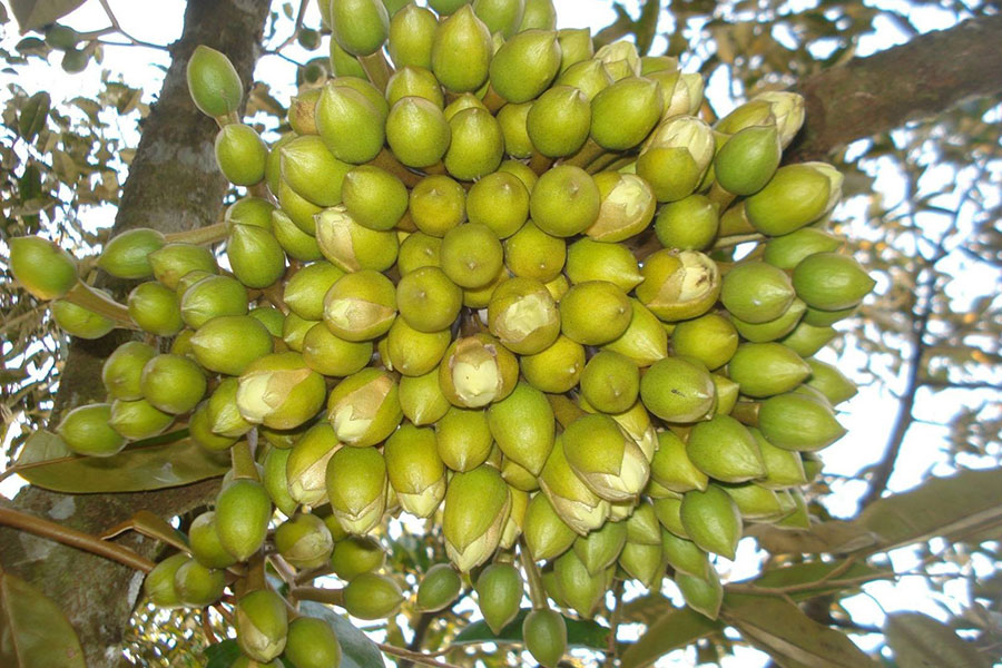 Bổ sung Canxi và Bo trong giai đoạn sinh sản của cây