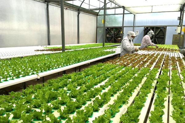 Nano đồng được ứng dụng trong chăm sóc và bảo vệ cây trồng