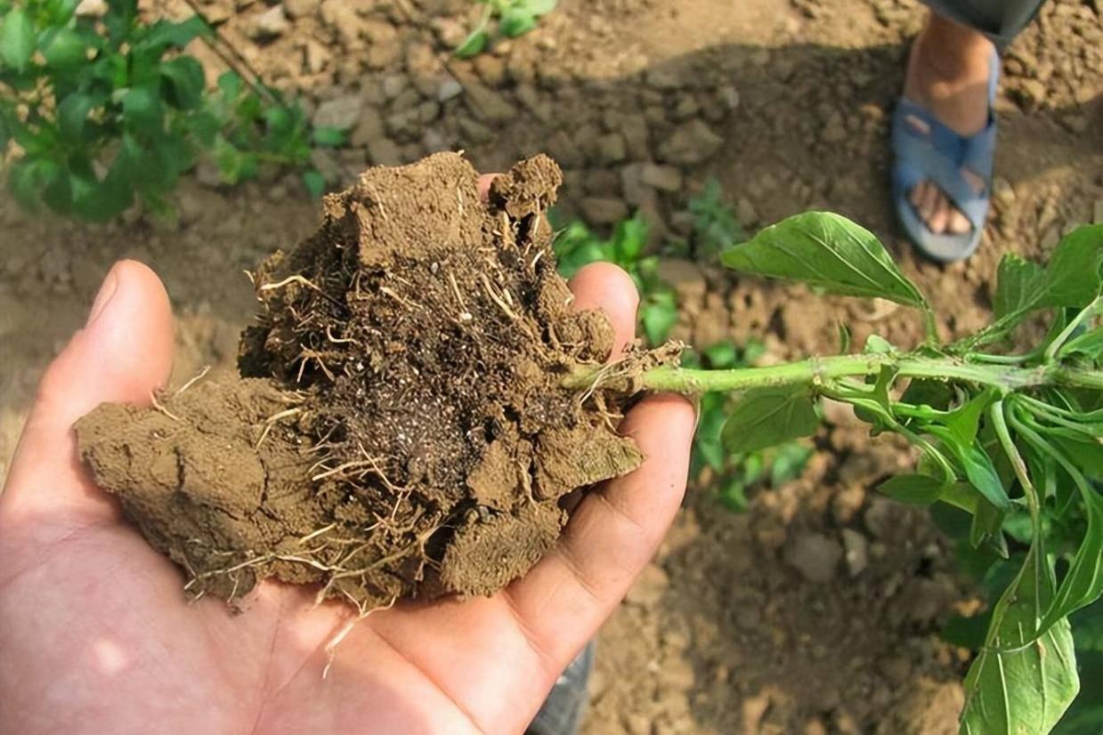 Nền đất khỏe tạo điều kiện cho bộ rễ phát triển