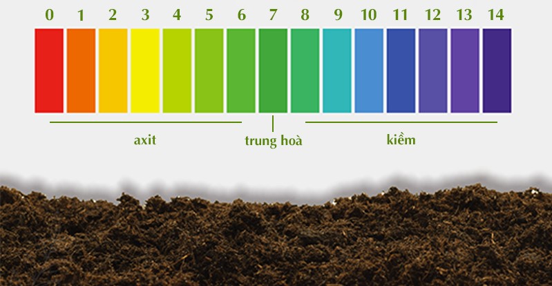 Khoảng pH đất phù hợp cho cây trồng