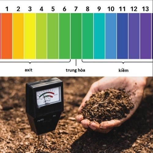 Khoảng pH đất phù hợp cho cây trồng