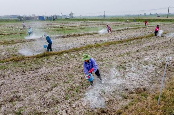 Che Phủ Đất Giúp Hạn Chế Đất Bạc Màu