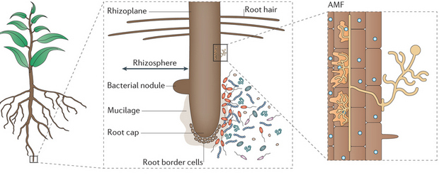 Vùng rễ Rhizosphere – nơi vi sinh vật hoạt động mạnh