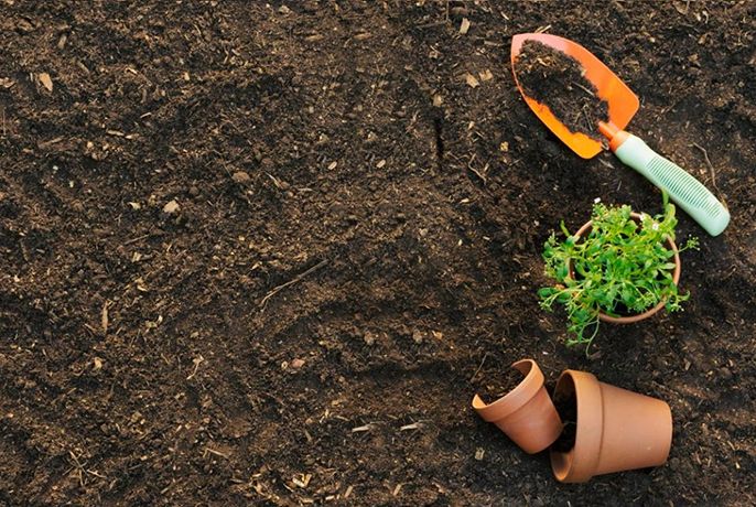 Chuẩn bị vùng đất thông thoáng trước khi kích rễ