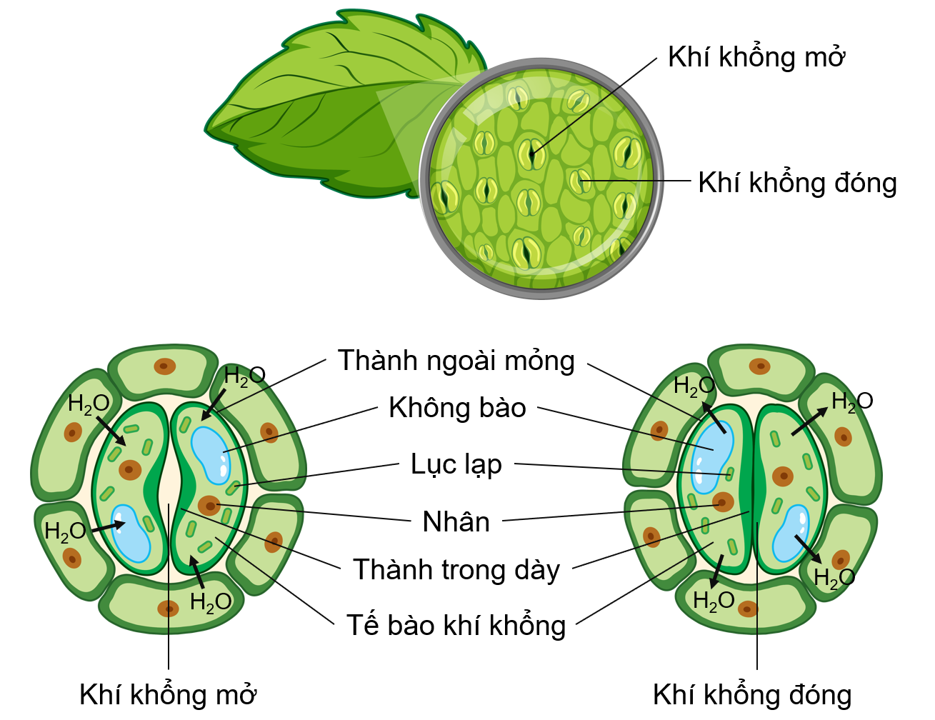 Cơ chế cây hấp thu dinh dưỡng qua lá